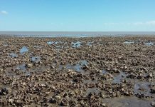 Aclaran que la salsa de otras no será de Arroyo Pareja sino de Los Pocitos