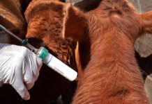 CARBAP rechaza la desregulación del sistema de vacunación de la aftosa