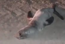 Insólito: encontraron un lobo marino en camino vecinal de Villarino