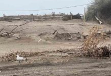 Polémica en Pehuen Co por el cierre de una bajada vehicular a la playa